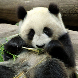 Giant Panda